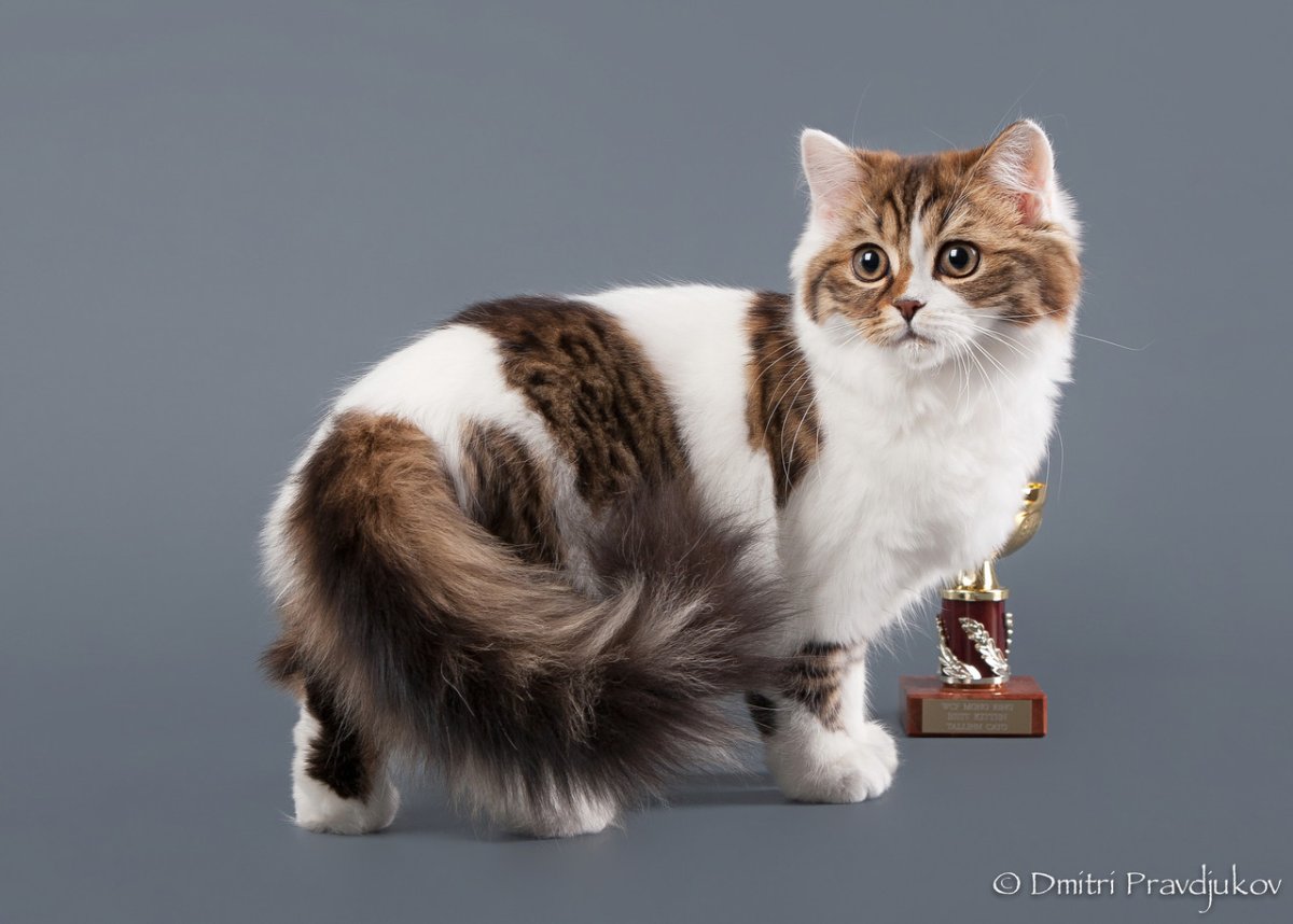 Арлекин биколор котёнок