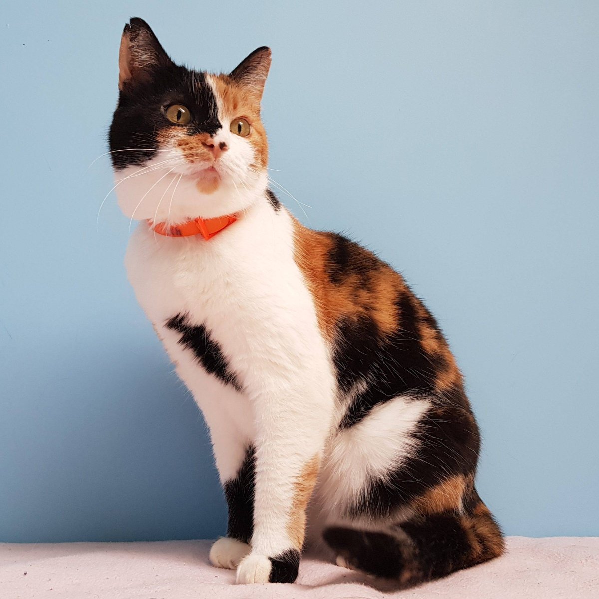 Мейн кун трехцветный котенок