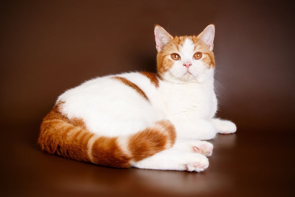 Скоттиш страйт Арлекин