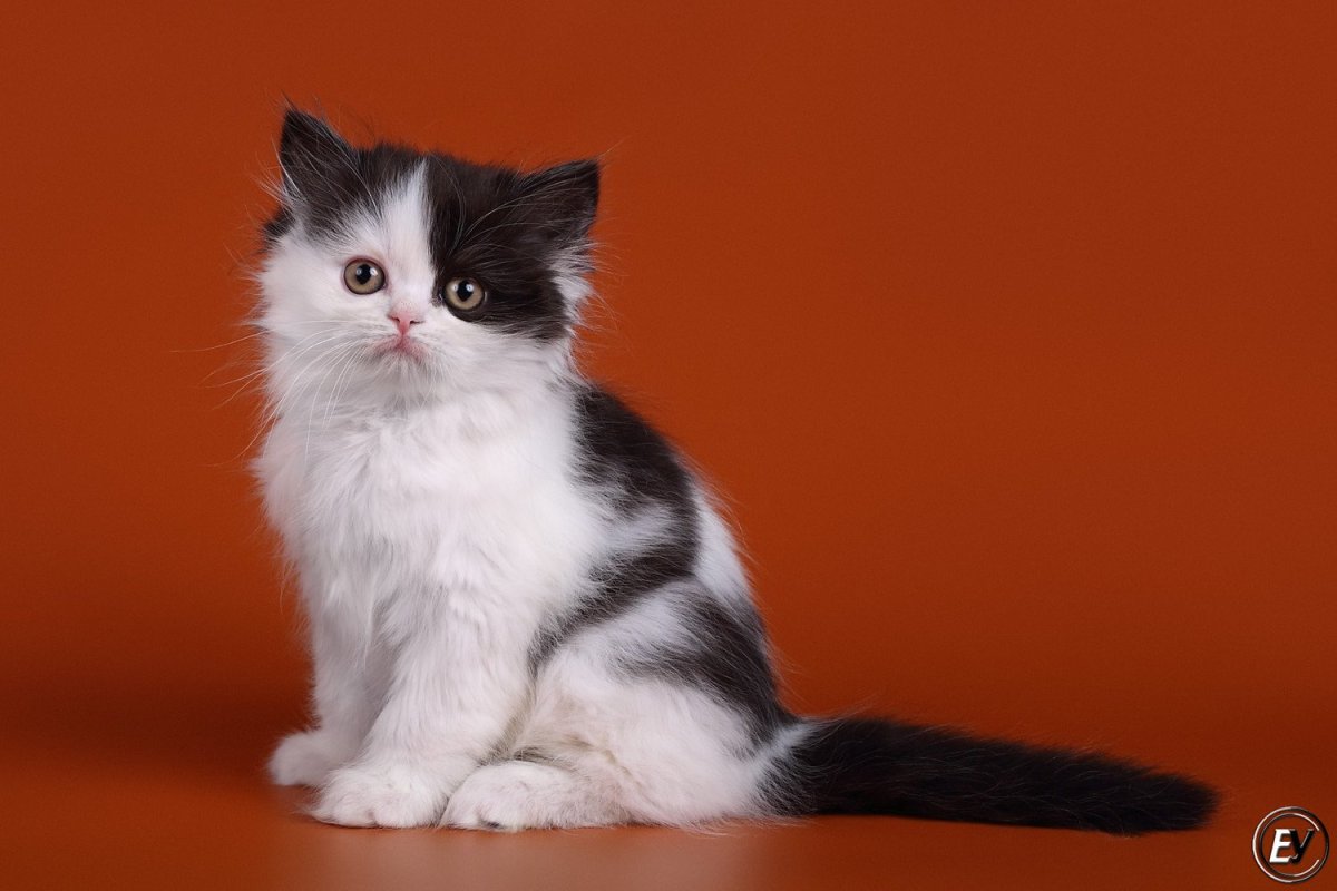 Мраморная такса пайболд