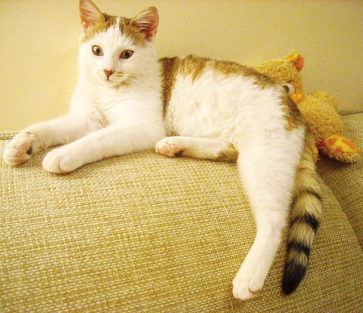 Британец Арлекин