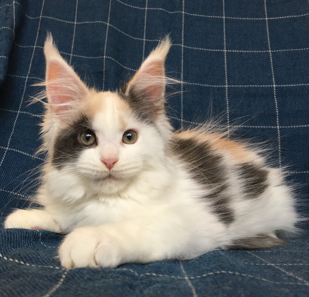 Коты биколор Арлекин Мейн кун