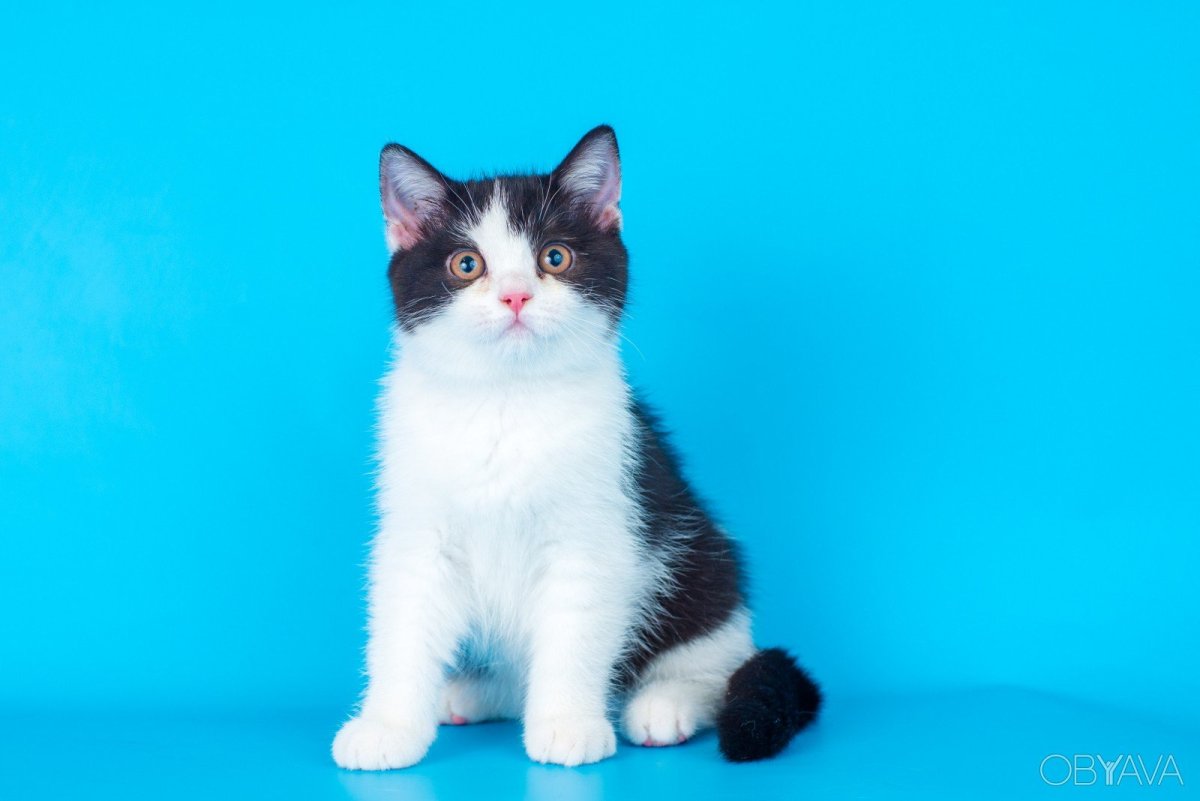 Сибирская кошка Арлекин