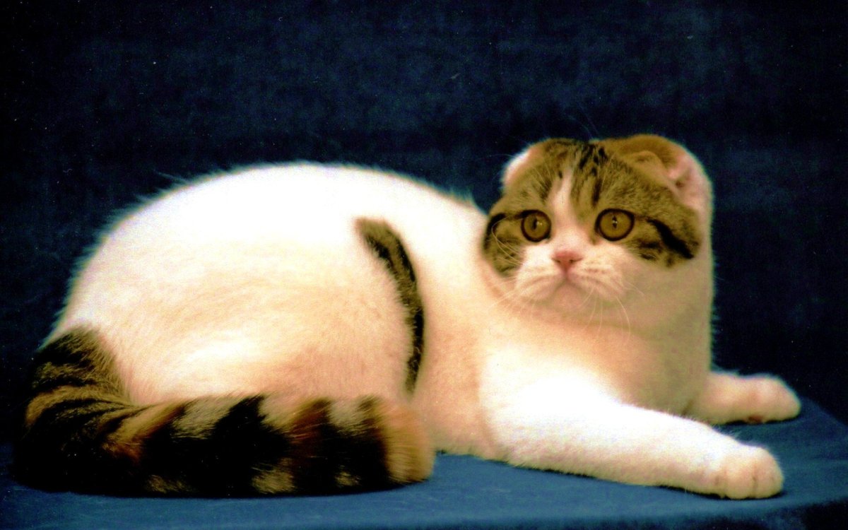 Шотландская вислоухая кошка окрас Арлекин