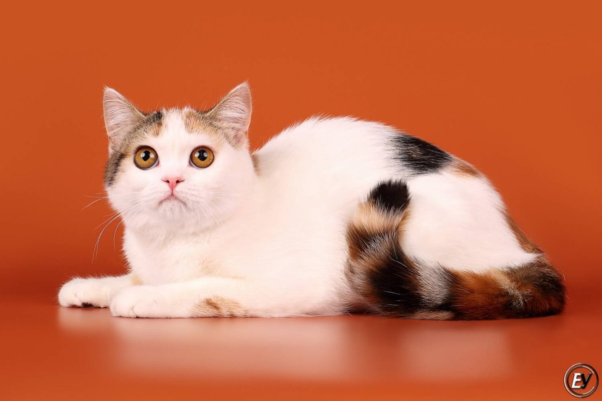 Скоттиш страйт Арлекин