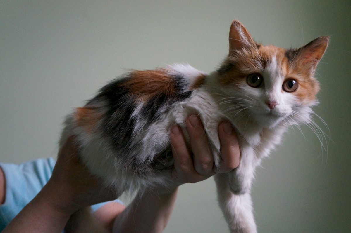 Тамбов ищу дом маленькой кошке рыжая с белыми полосами