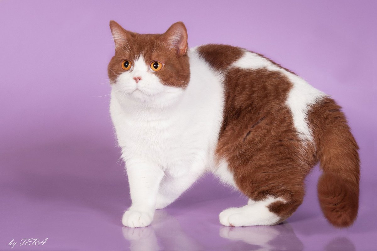 Британец биколор Арлекин