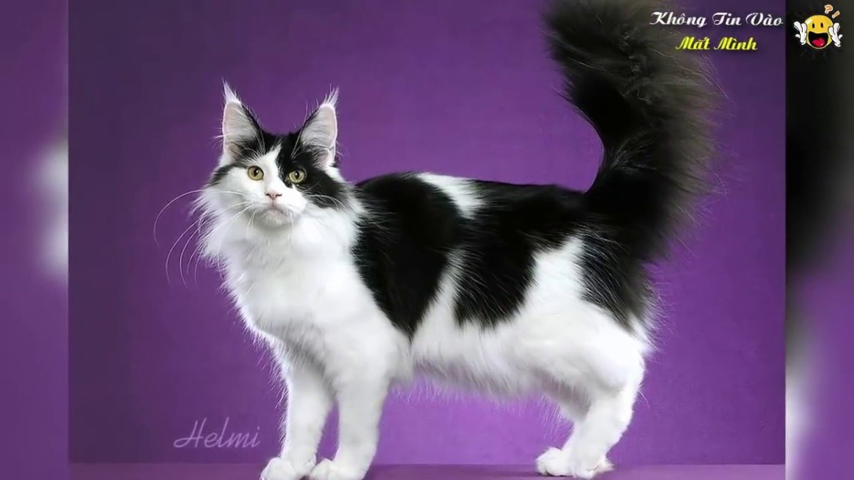 Ориентальная кошка Арлекин