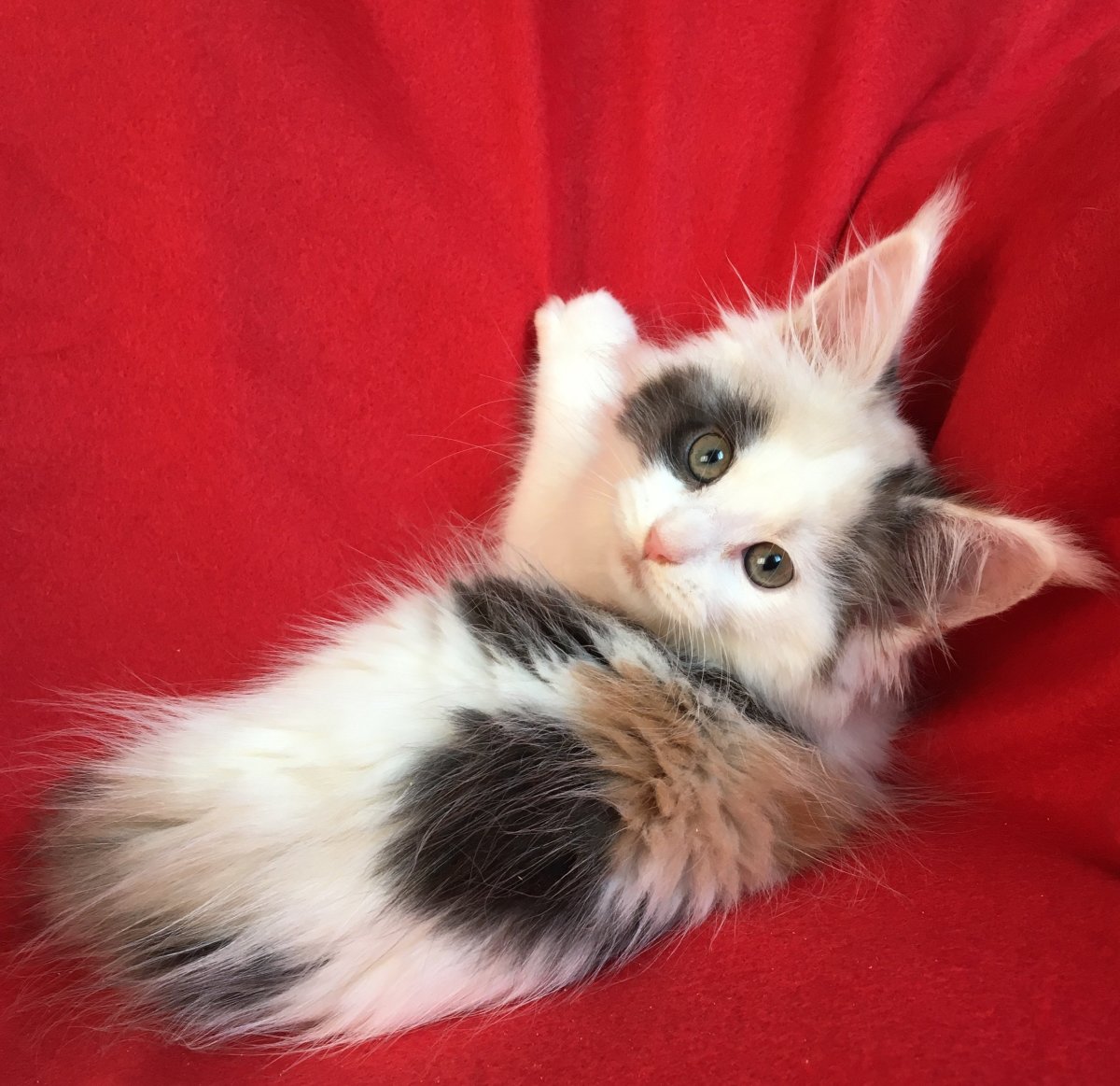 Котята Мейн кун Арлекин