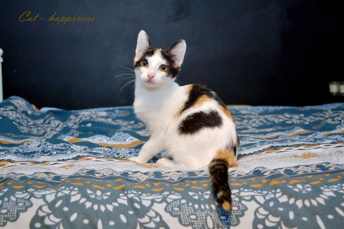 Окрас Арлекин у кошек