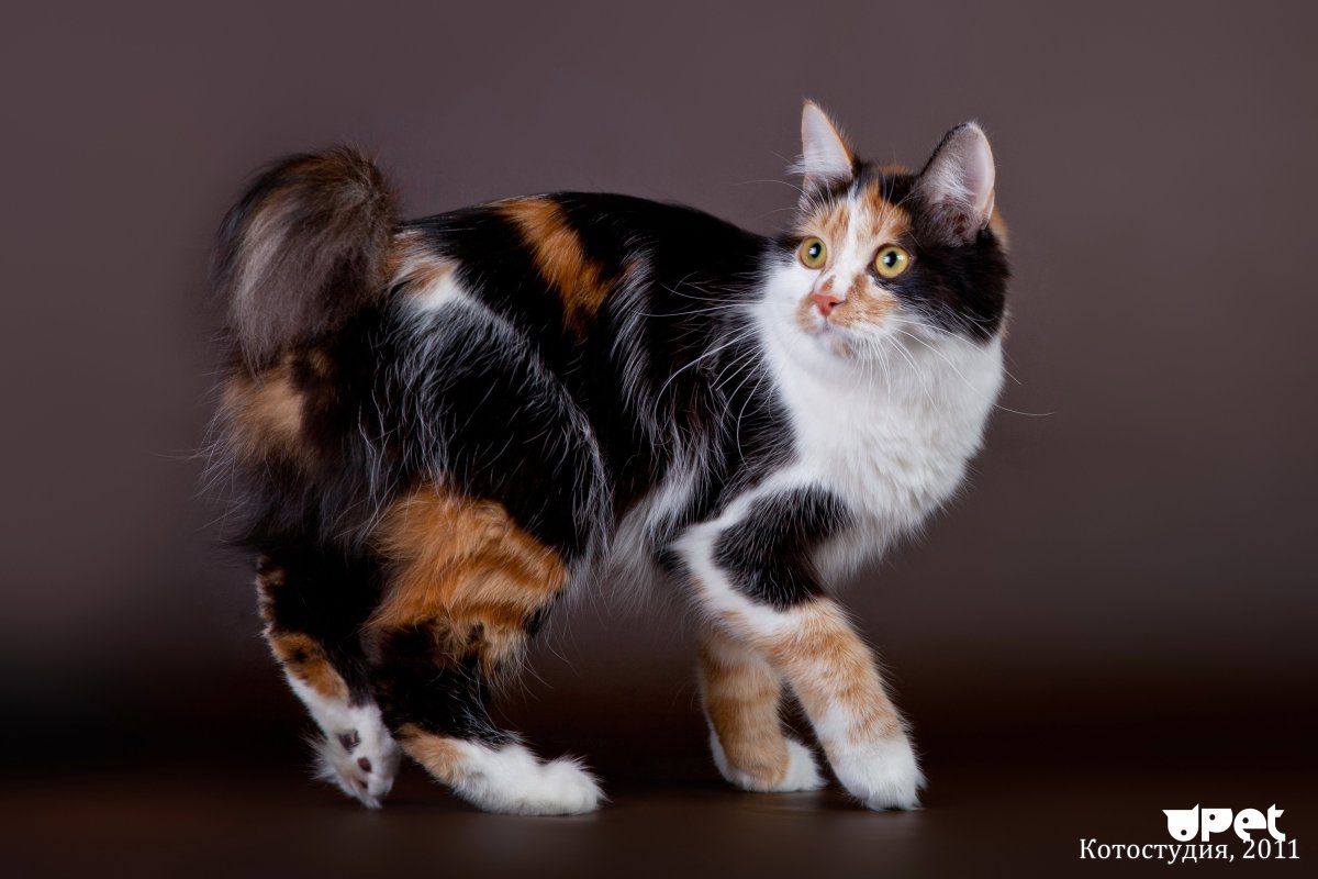 Японский бобтейл трехцветный