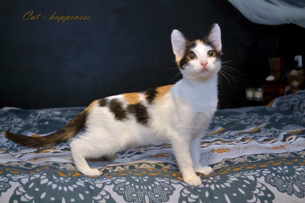 Порода кошек Арлекин