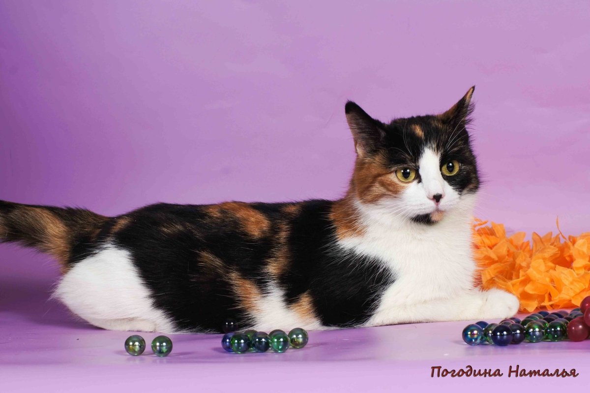 Порода кошек Арлекин