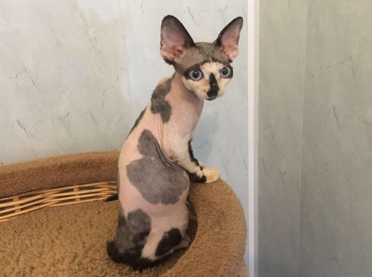 Девон рекс Арлекин