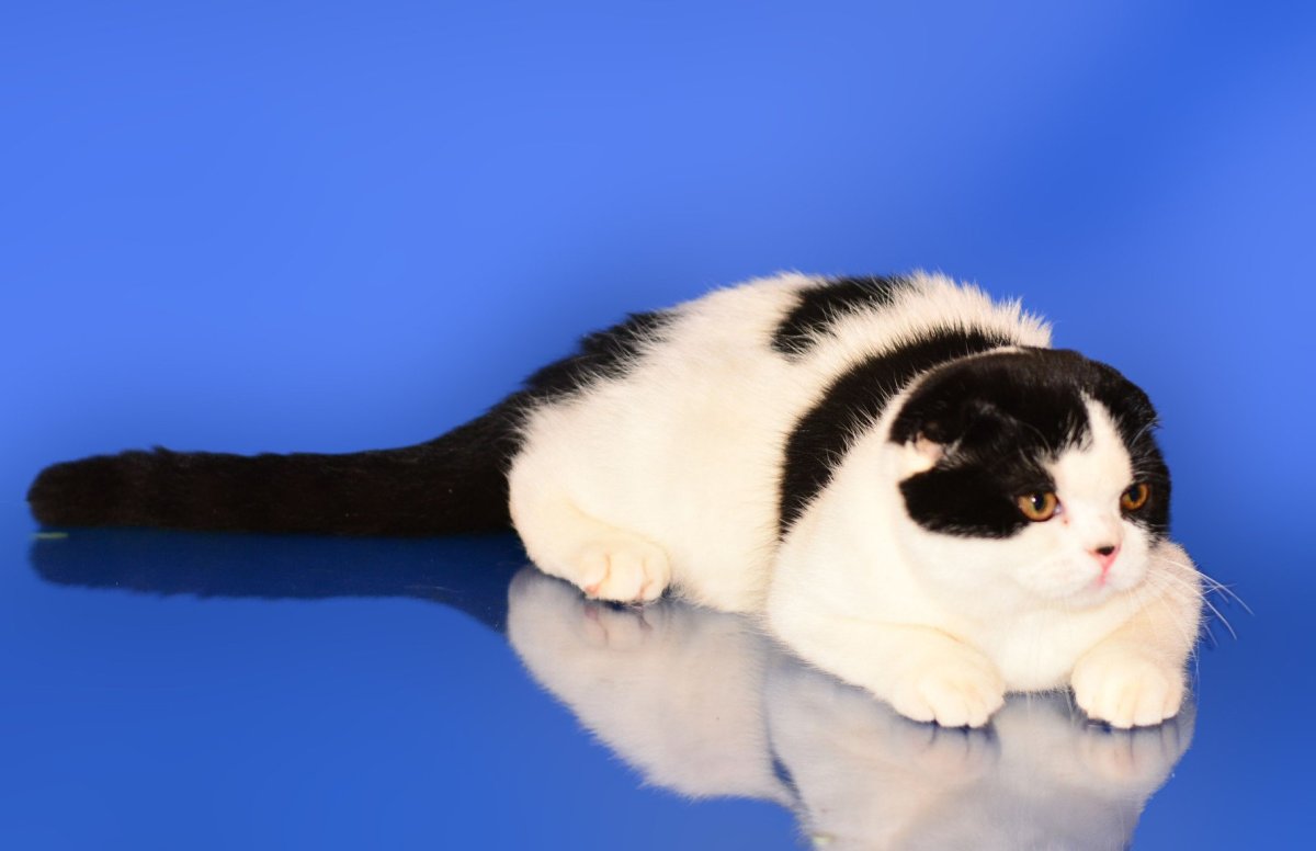 Споптишь фолт Арли Кин