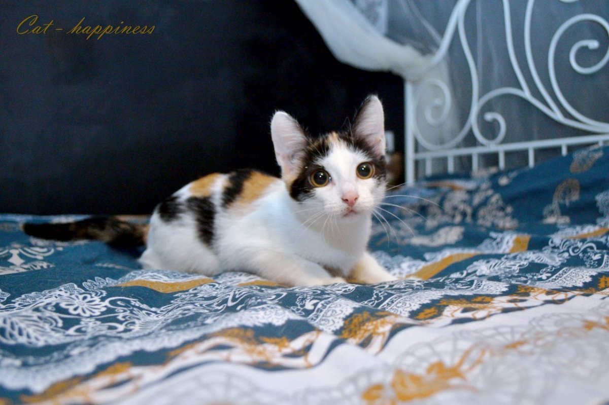 Трёхцветная кошка Арлекин