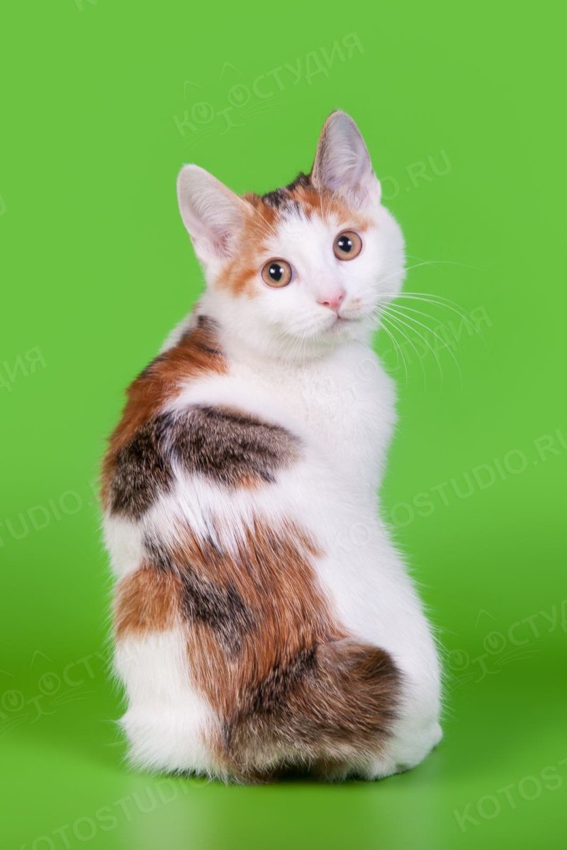 Бобтейл Арлекин