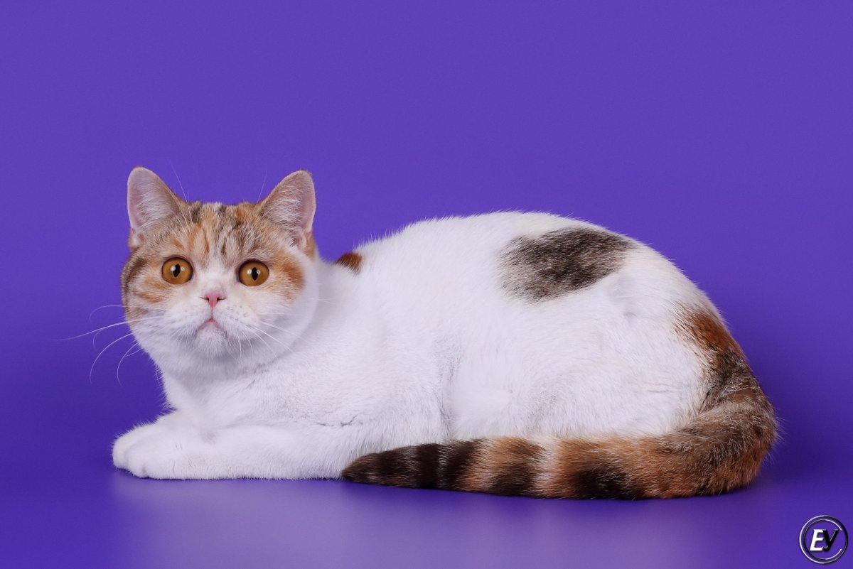 Окрас британский Bri bs24