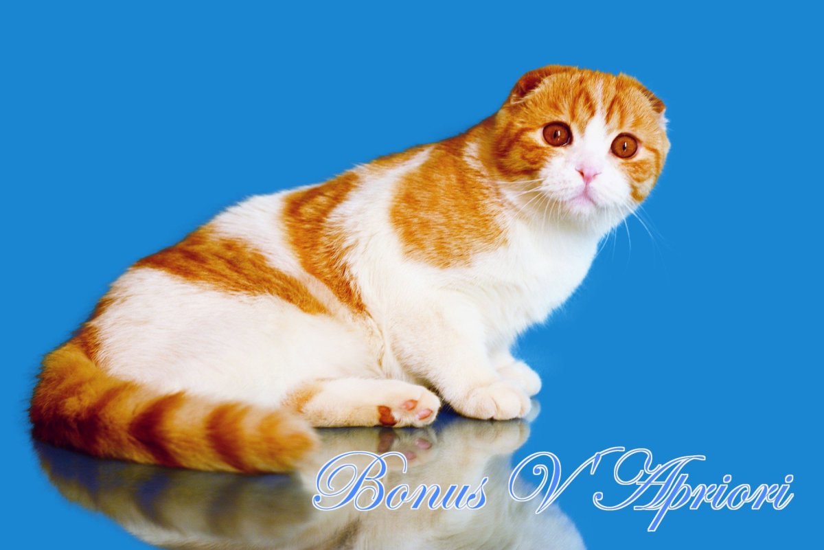 Бенгальская кошка тойгер