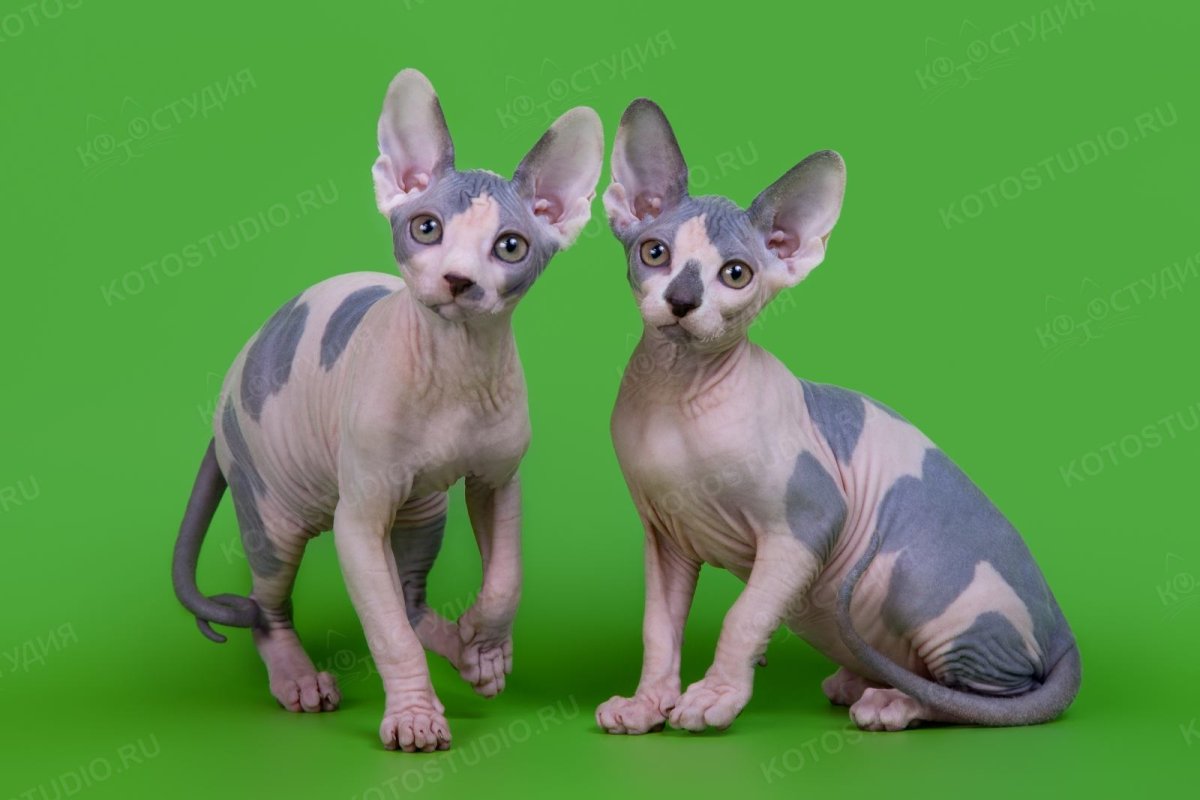 Египетская Ориентальная кошка