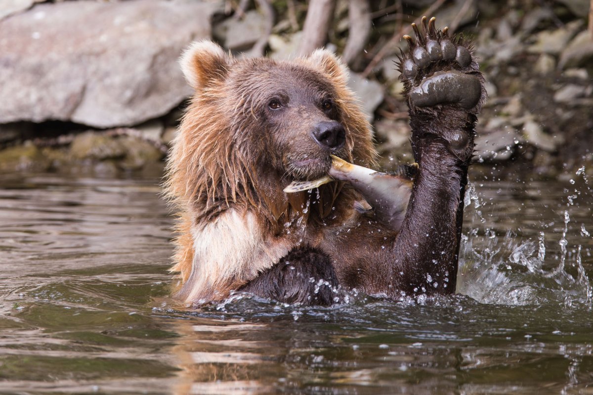 Курильское озеро Камчатка