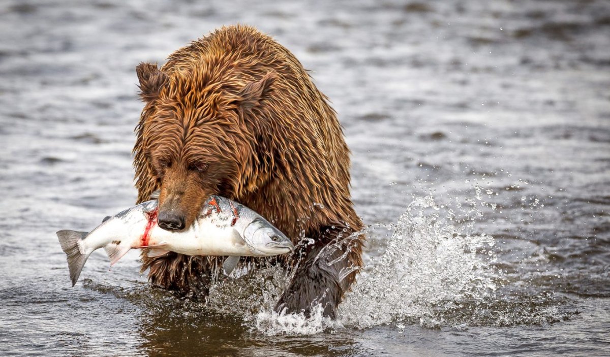 Дикие животные на рыбалке