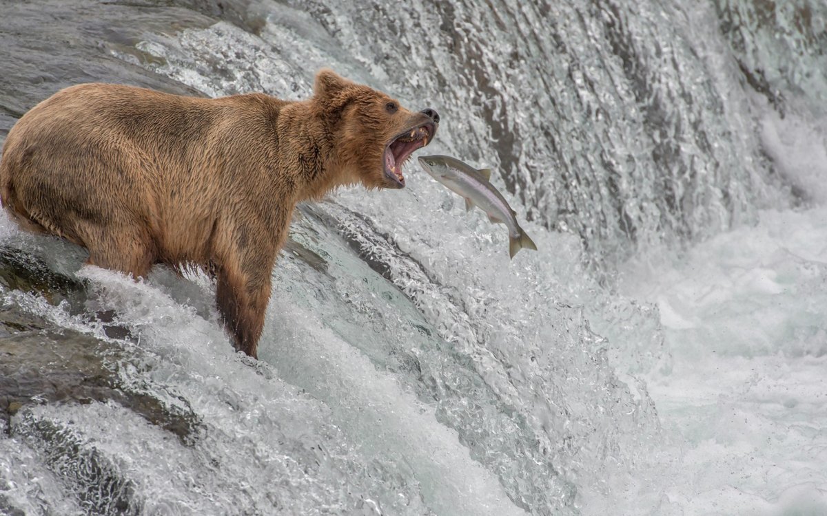 Томас Мэнгельсен - "бурый медведь"