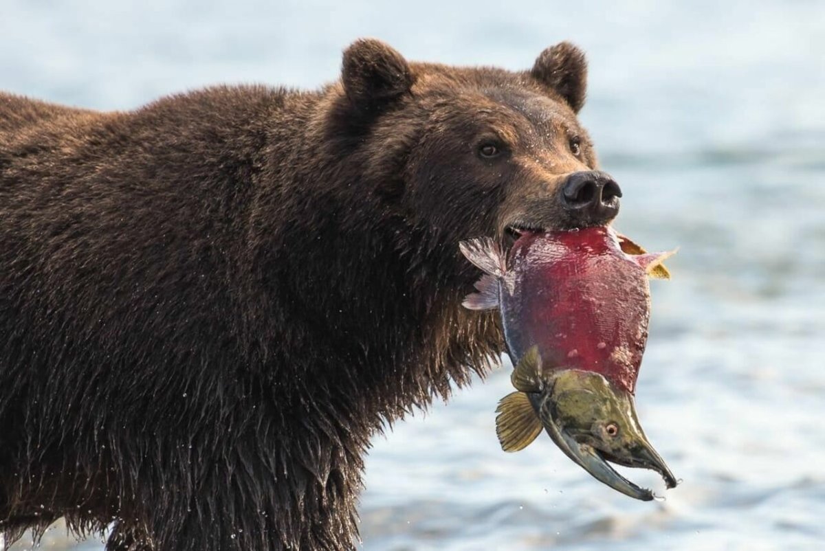 Медведь с рыбой