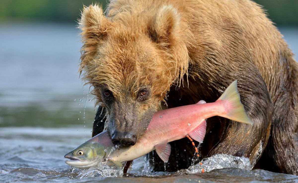 Медведь с рыбой в зубах