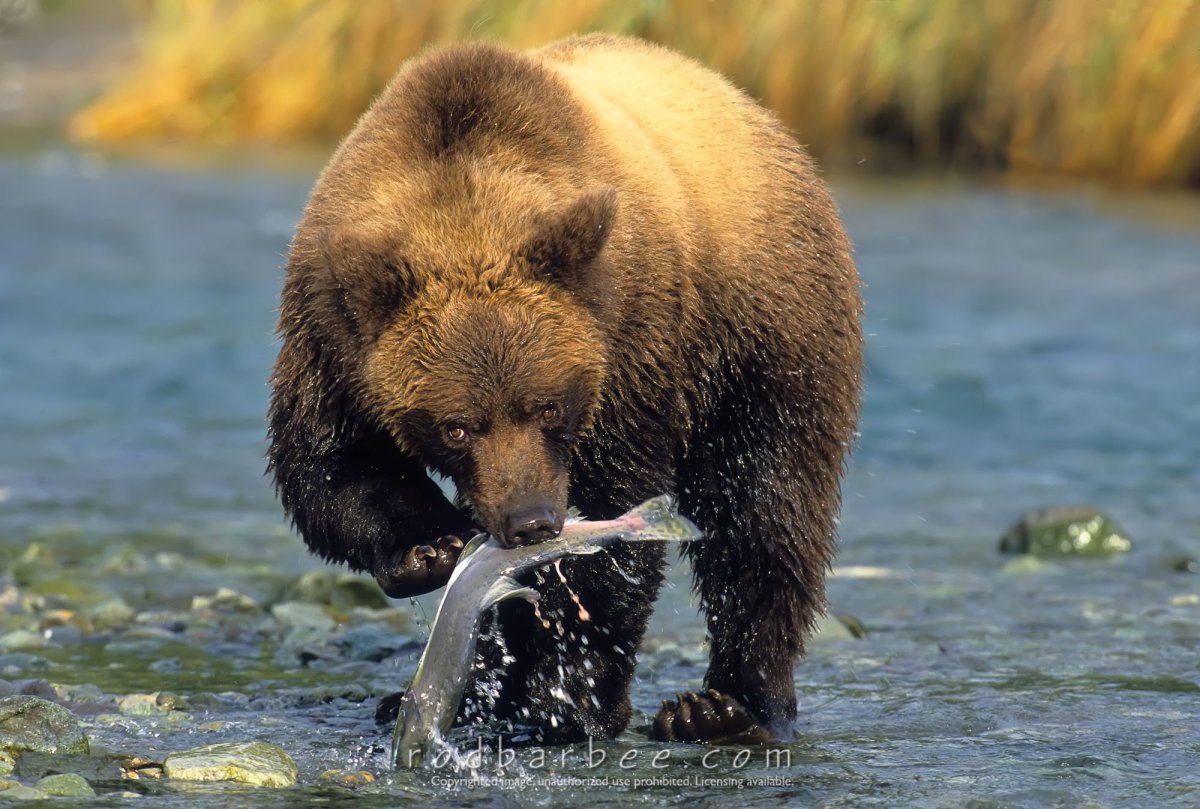 Медведь Гризли и лосось