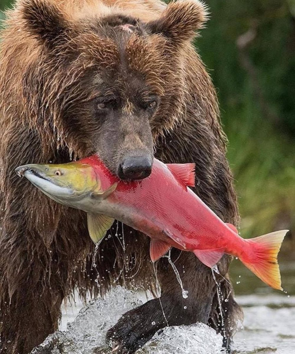 Медведь с рыбой