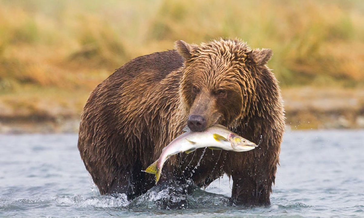 Медведь Гризли