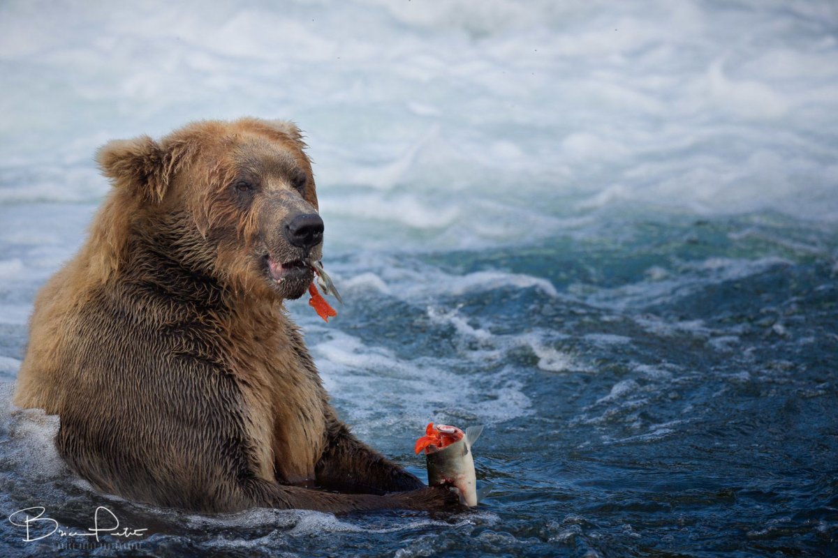 Бурый медведь с рыбой