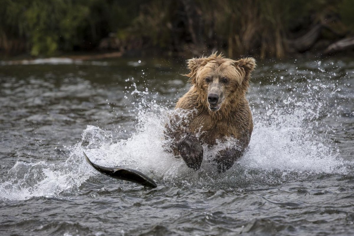 Третий том потрясающие животные