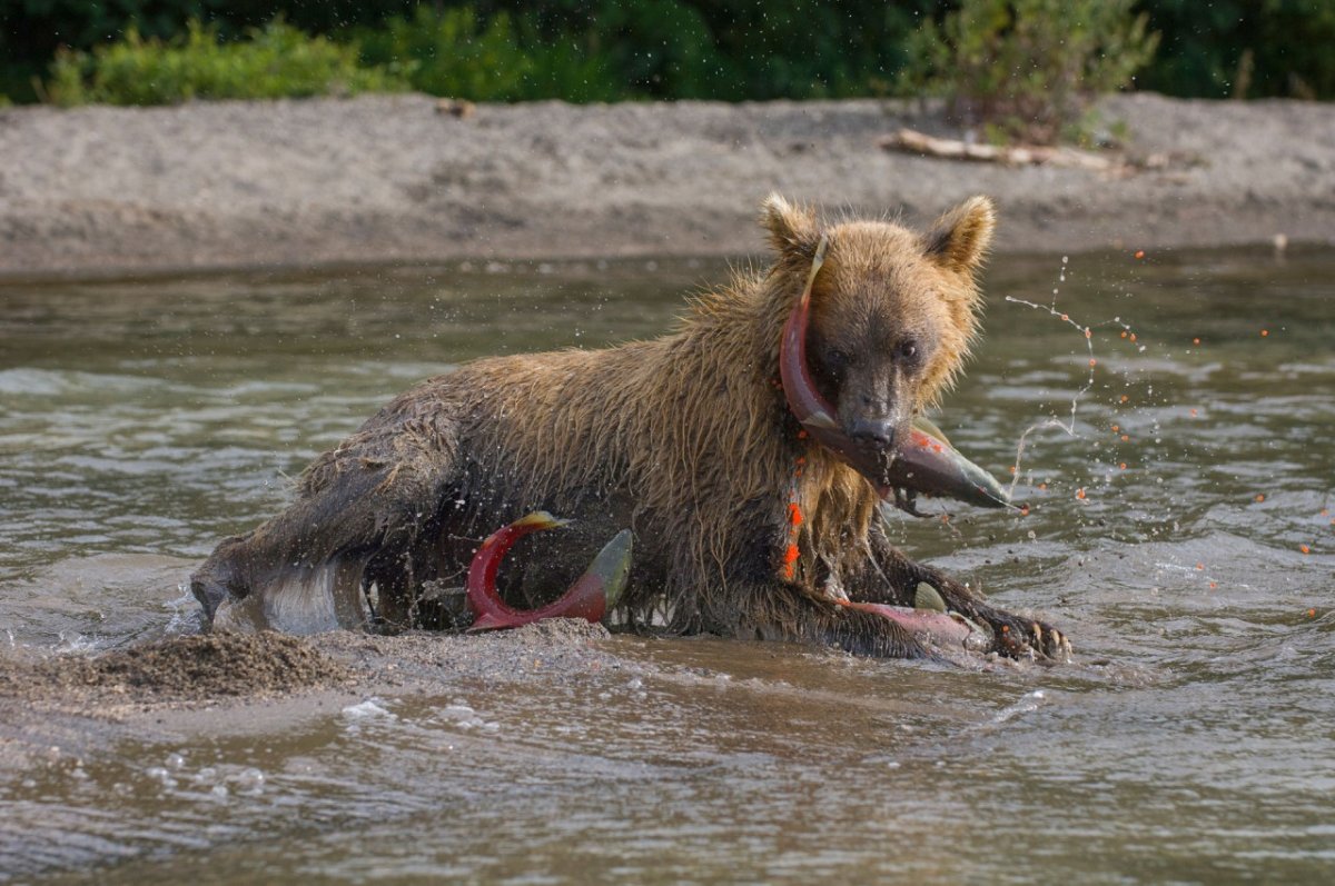 Сергей горшков фотограф дикой природы