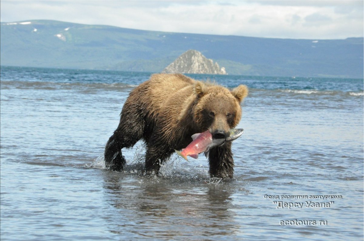 Петропавловск-Камчатский медведи