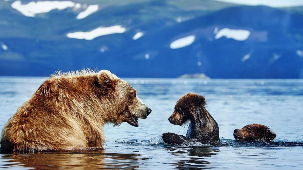 Медведь на Байкале