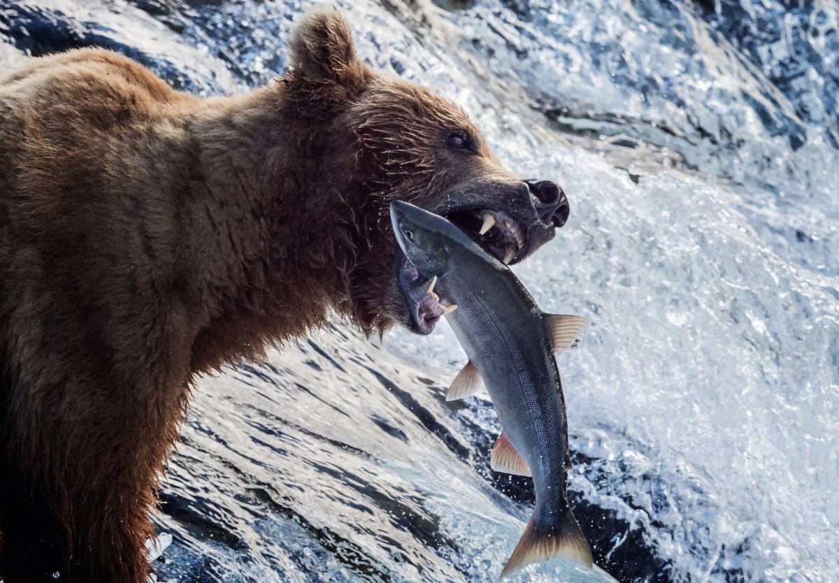 Гризли на Аляске