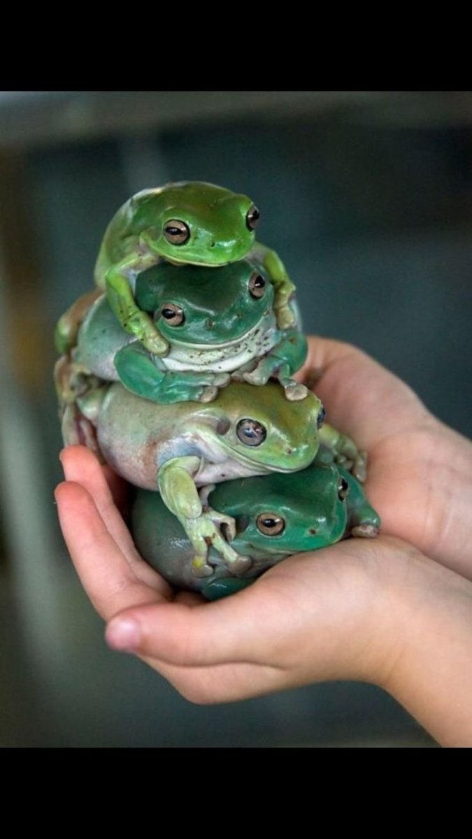 Лягушка квакша Эстетика