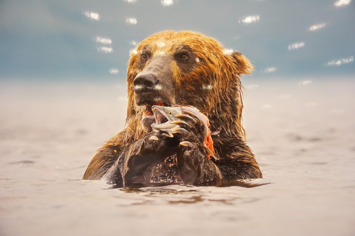 Гиппенрейтер Камчатский бурый медведь