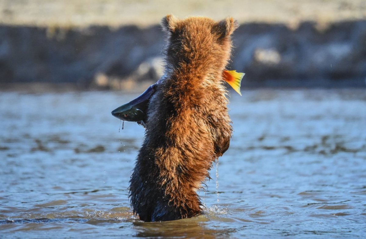 Дикая природа России National Geographic