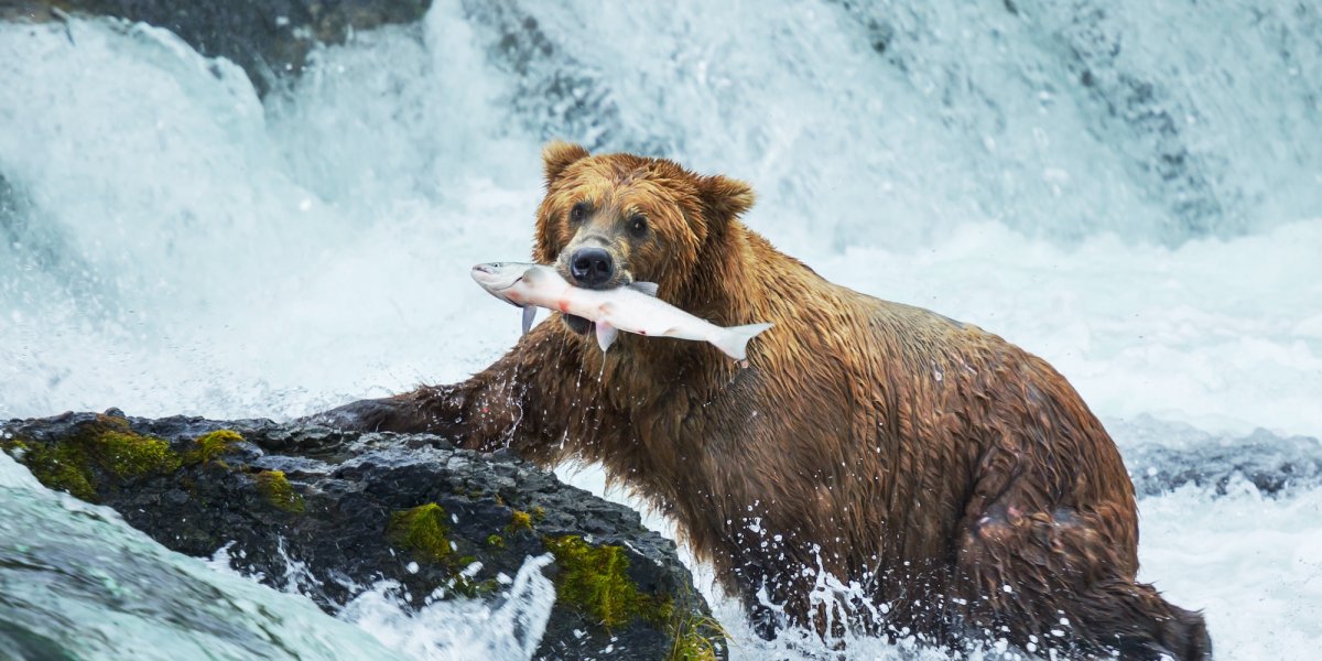Мексиканский Гризли вымерший вид