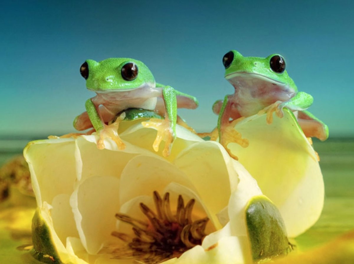 Бесхвостые амфибии квакши