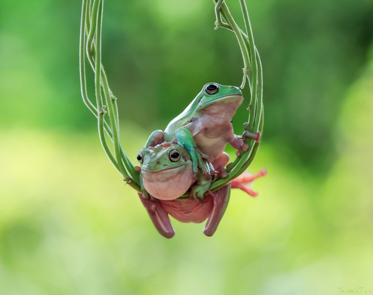 Лягушка квакша зеленая Эстетика