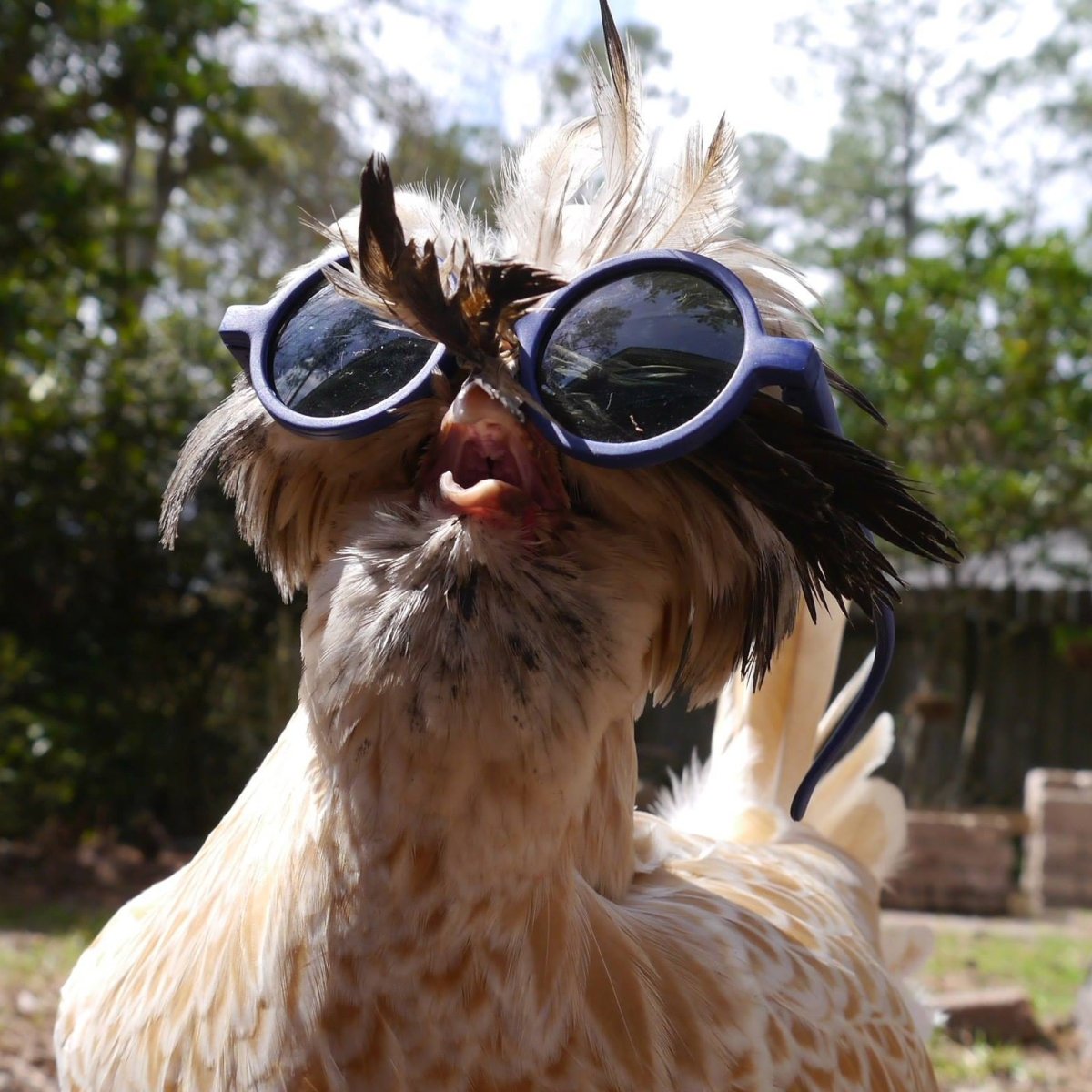 Прикольный петух