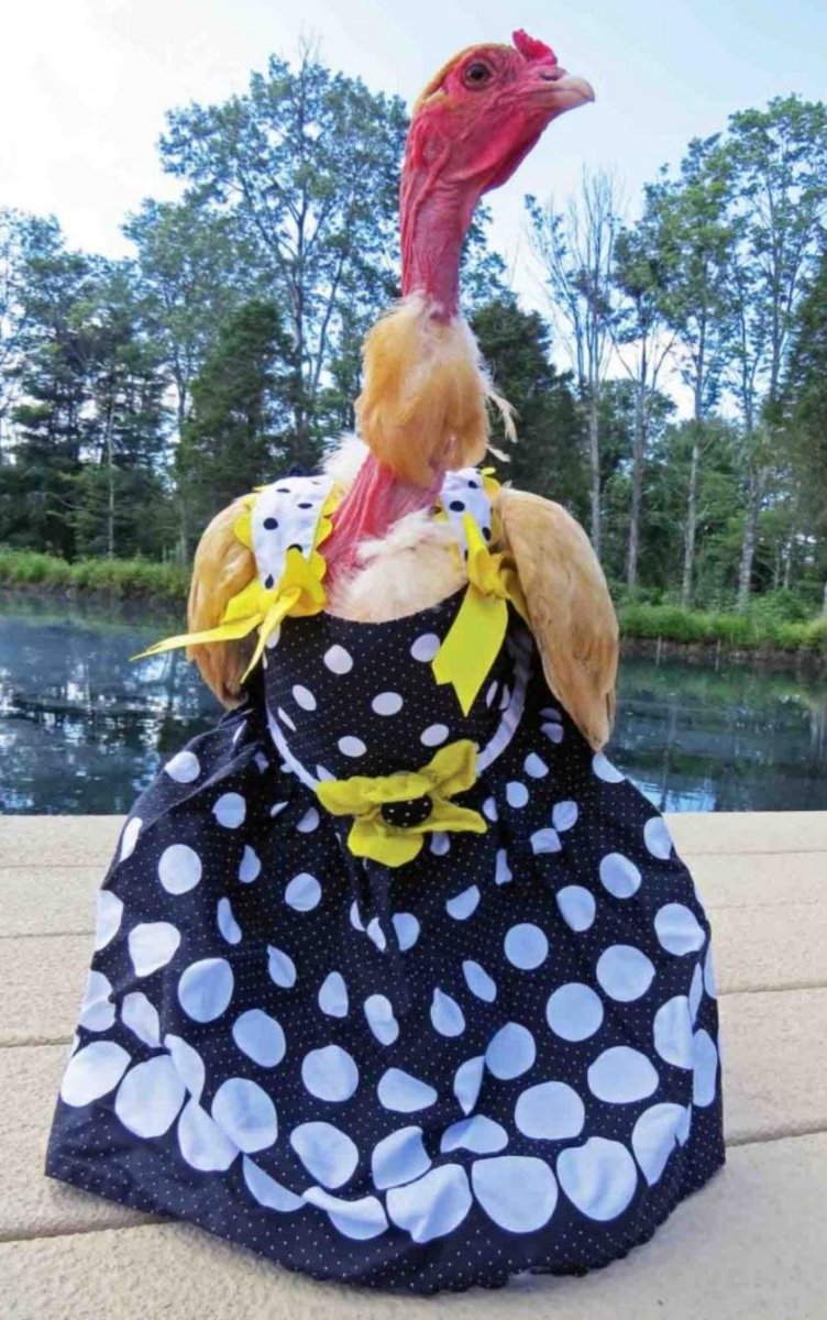 Мохнатая Курочка