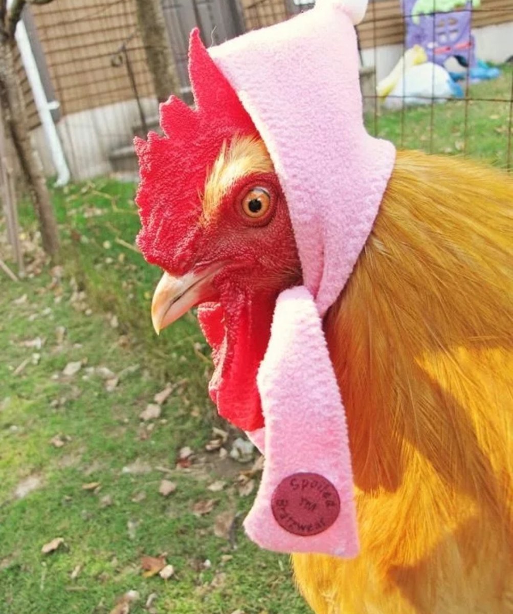 Смешные куры