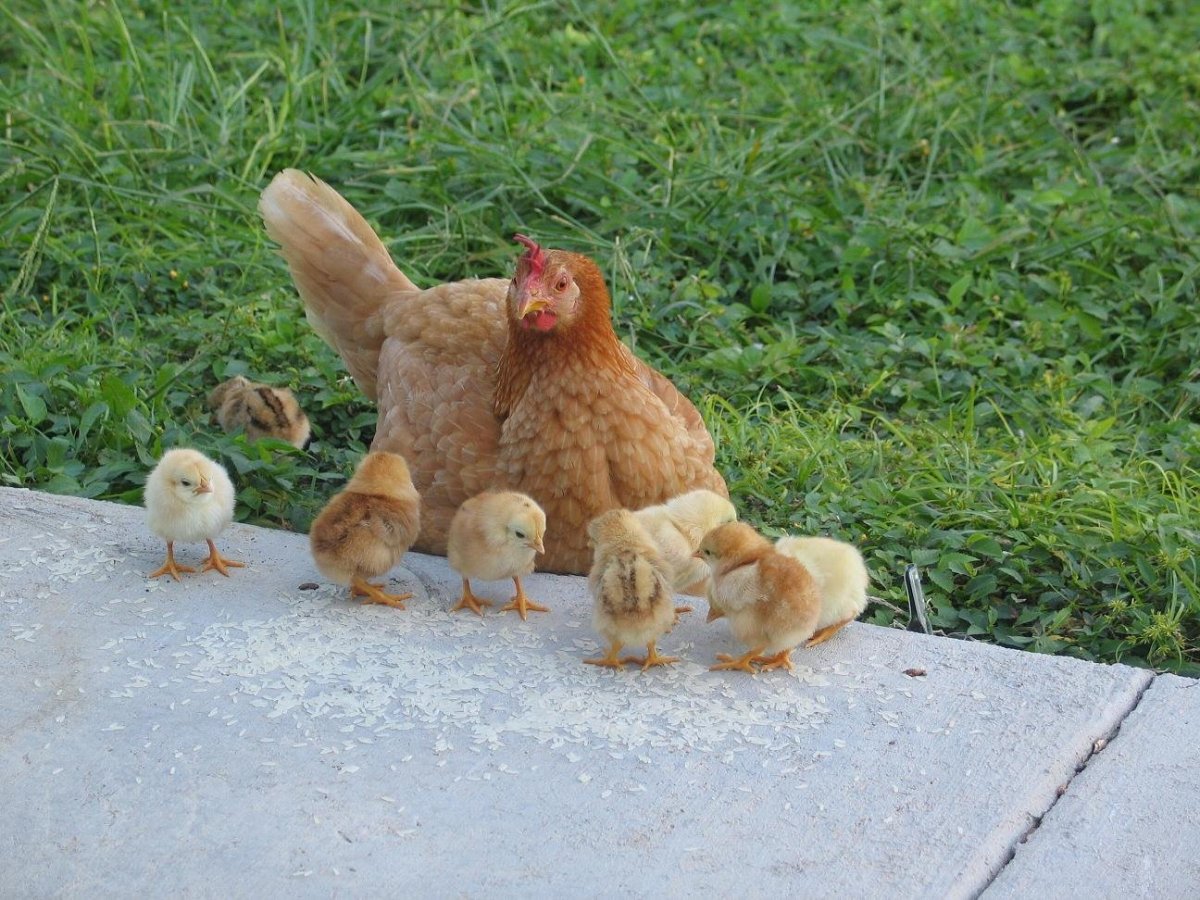 Жареная курица из мультика