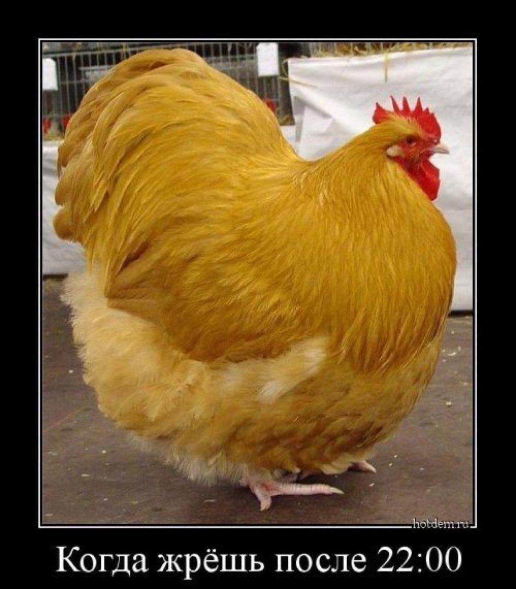 Курица гифка смешная