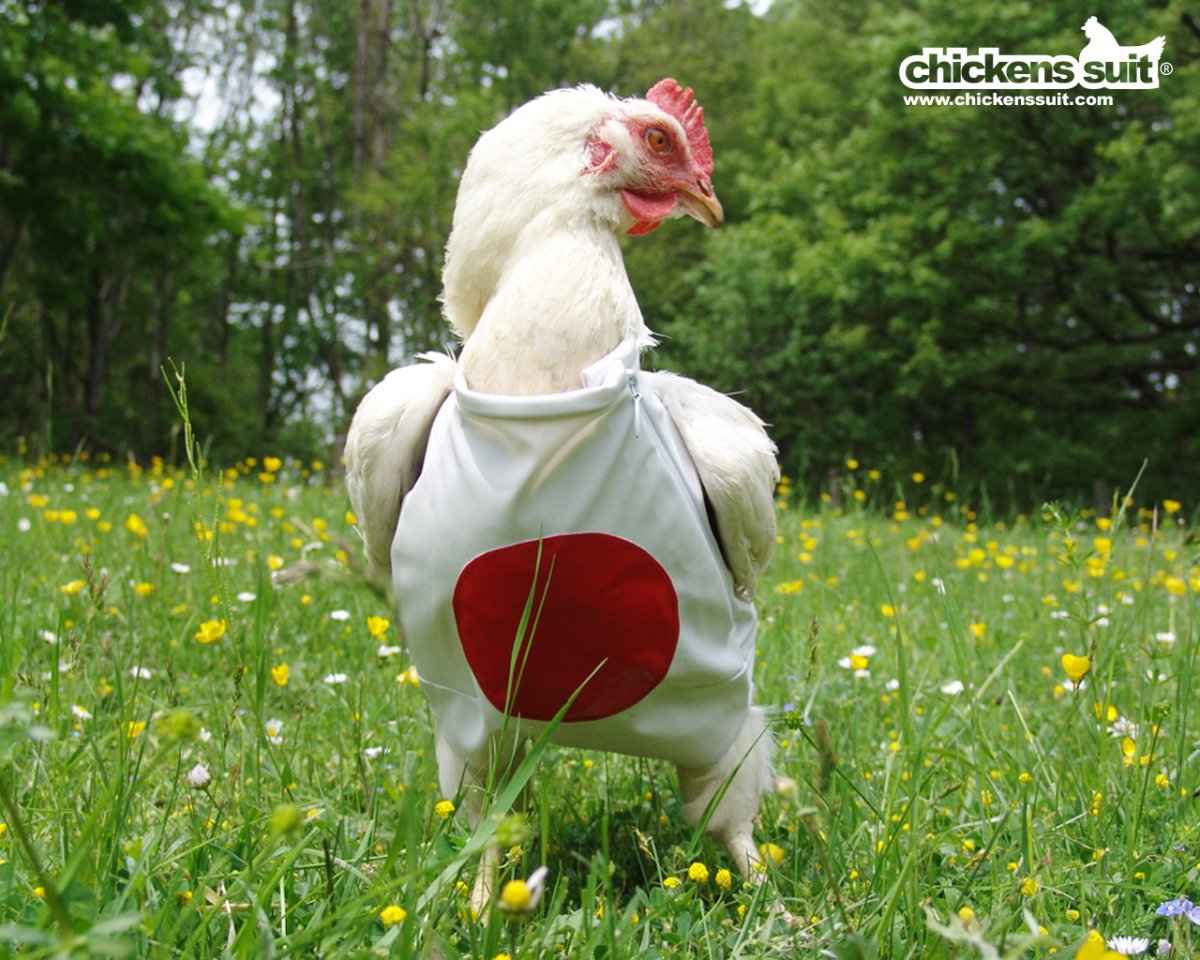 Смешные куры и петухи